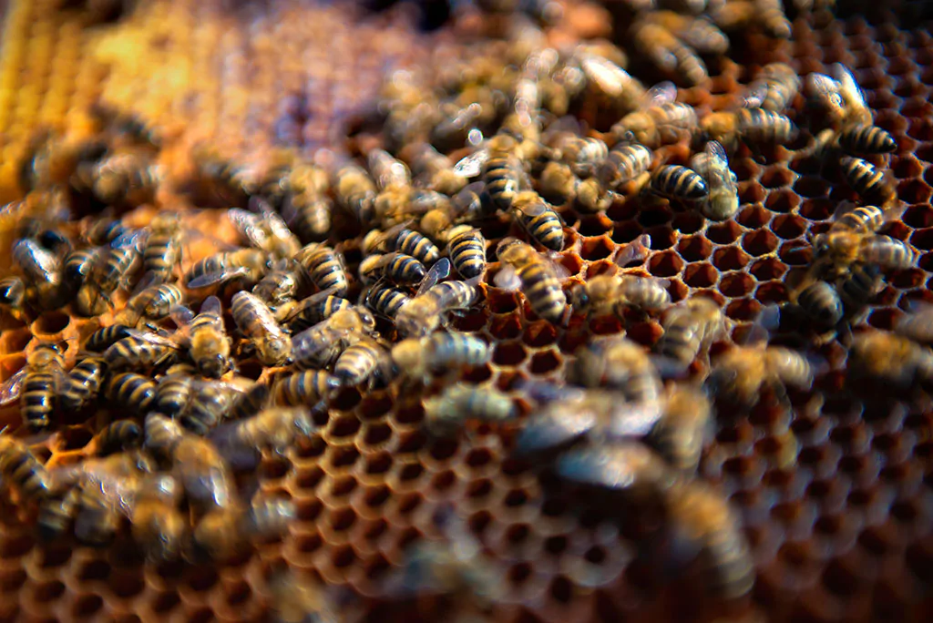 BeesHoneycomb