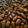 product_cocoa_bean_roasted